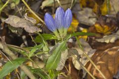 Bottle Gentian, Gentiana andrewsii