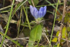 Bottle Gentian, Gentiana andrewsii