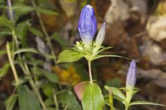 Bottle Gentian, Gentiana andrewsii