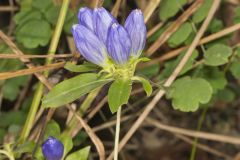 Bottle Gentian, Gentiana andrewsii