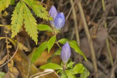 Bottle Gentian, Gentiana andrewsii