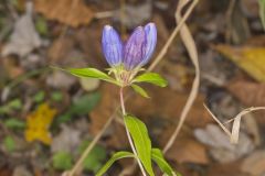 Bottle Gentian, Gentiana andrewsii