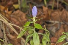 Bottle Gentian, Gentiana andrewsii