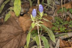 Bottle Gentian, Gentiana andrewsii