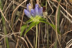 Bottle Gentian, Gentiana andrewsii