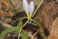 Bottle Gentian, Gentiana andrewsii