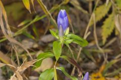 Bottle Gentian, Gentiana andrewsii
