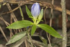 Bottle Gentian, Gentiana andrewsii