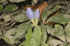 Bottle Gentian, Gentiana andrewsii