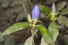 Bottle Gentian, Gentiana andrewsii