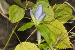 Bottle Gentian, Gentiana andrewsii