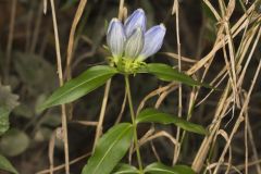 Bottle Gentian, Gentiana andrewsii