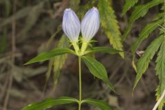 Bottle Gentian, Gentiana andrewsii