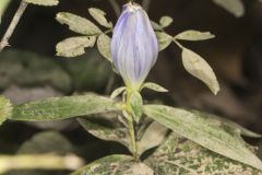 Bottle Gentian, Gentiana andrewsii