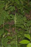 Bottlebrush Grass, Elymus hystrix