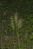 Bottlebrush Grass, Elymus hystrix