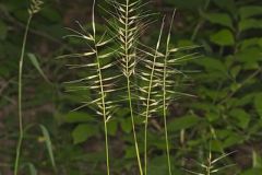 Poaceae, Grass Family