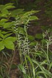 Bottlebrush Grass, Elymus hystrix