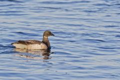 Brant, Branta bernicla