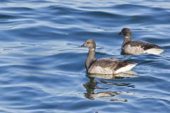 Brant, Branta bernicla