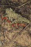 British Soldier Lichen, Cladonia cristatella
