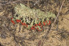 British Soldier Lichen