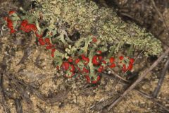 British Soldier Lichen, Cladonia cristatella