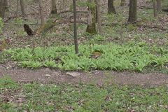 Broadleaf Wild Leek, Allium tricoccum