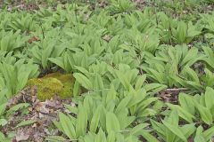 Broadleaf Wild Leek