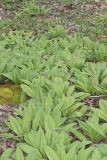 Broadleaf Wild Leek, Allium tricoccum