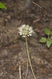Broadleaf Wild Leek, Allium tricoccum
