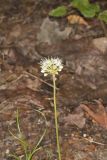 Broadleaf Wild Leek, Allium tricoccum