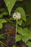 Broadleaf Wild Leek, Allium tricoccum