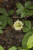 Broadleaf Wild Leek, Allium tricoccum