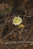 Broadleaf Wild Leek, Allium tricoccum