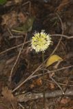 Broadleaf Wild Leek, Allium tricoccum