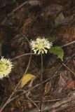 Broadleaf Wild Leek, Allium tricoccum