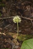 Broadleaf Wild Leek, Allium tricoccum