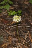 Broadleaf Wild Leek, Allium tricoccum