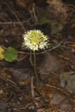 Broadleaf Wild Leek, Allium tricoccum