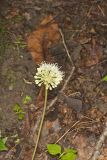Broadleaf Wild Leek, Allium tricoccum