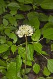 Broadleaf Wild Leek, Allium tricoccum