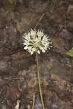 Broadleaf Wild Leek, Allium tricoccum