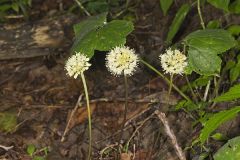 Broadleaf Wild Leek, Allium tricoccum