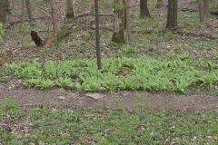 Broadleaf Wild Leek, Allium tricoccum