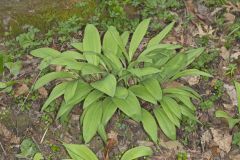 Broadleaf Wild Leek, Allium tricoccum