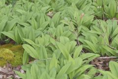 Broadleaf Wild Leek, Allium tricoccum