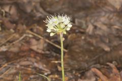 Broadleaf Wild Leek, Allium tricoccum