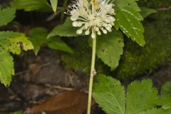 Broadleaf Wild Leek, Allium tricoccum