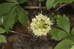 Broadleaf Wild Leek, Allium tricoccum